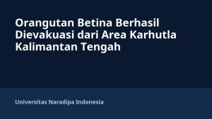Orangutan Betina Berhasil Dievakuasi dari Area Karhutla Kalimantan Tengah